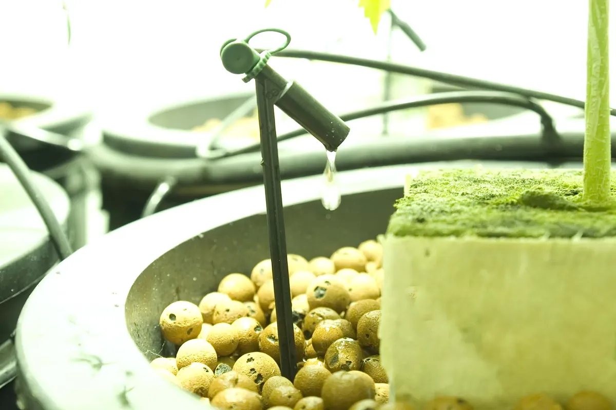 Drip irrigation emitter system